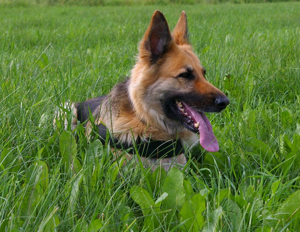 Tired training pets