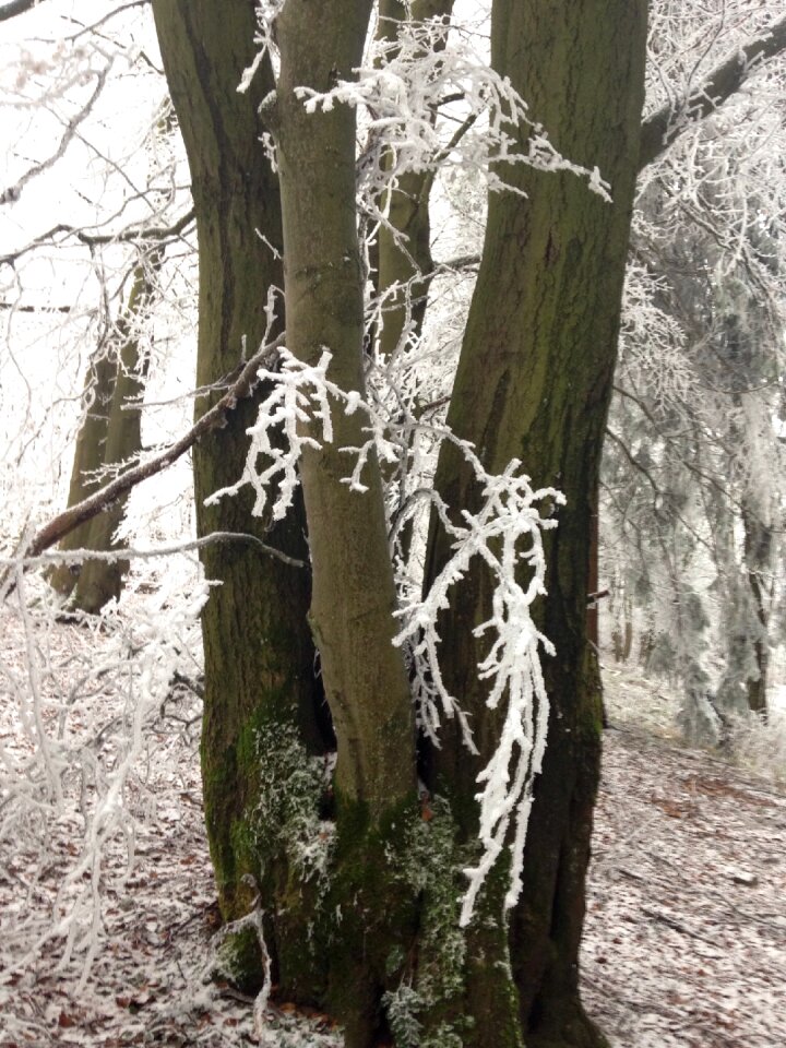 Cold icy tree