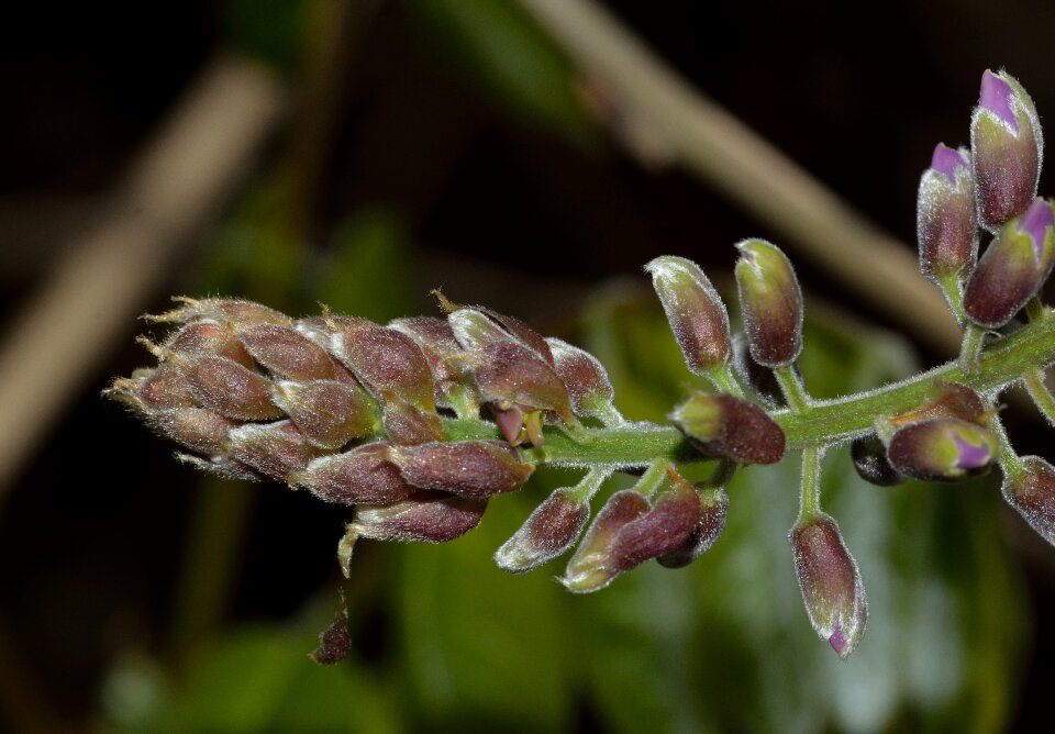 Flowers wisteria buds