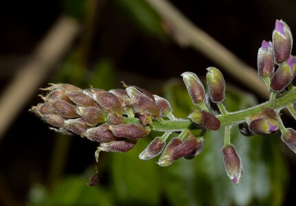 Flowers wisteria buds