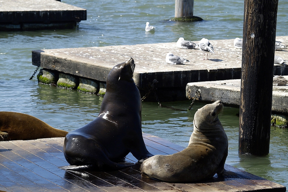 California usa animals