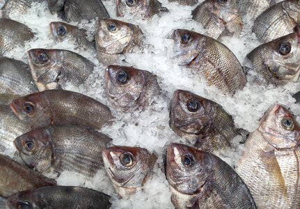 Sea bream fish market fishing photo
