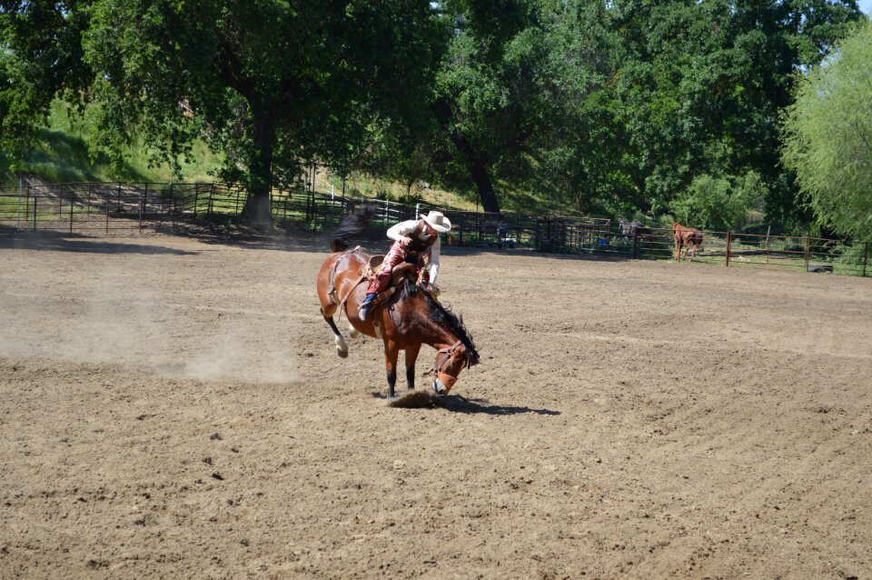 Horse western wild west