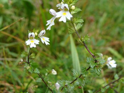 Herbal flower