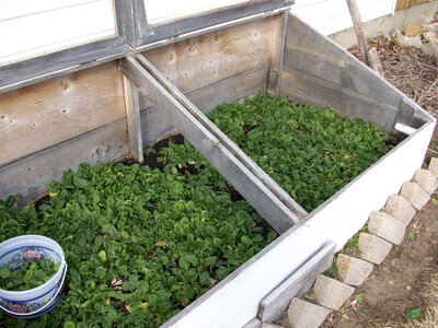 Gardening natural