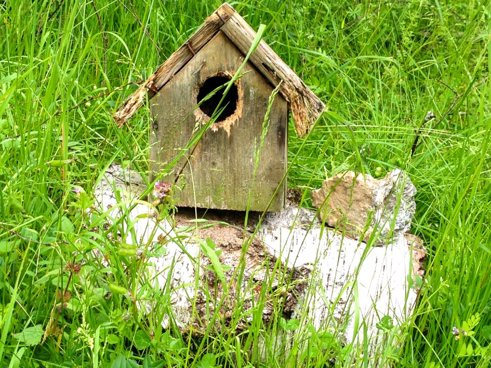 Feeding place bird nesting place