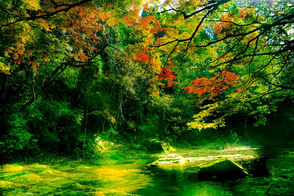 Yoro koretaki leaves river