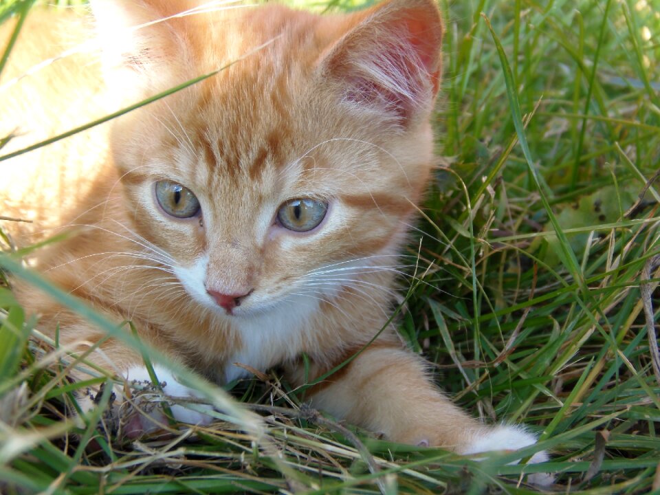 Pet adorable mix breed