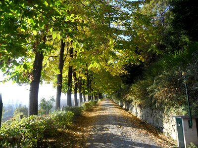 Ascent trees viale photo