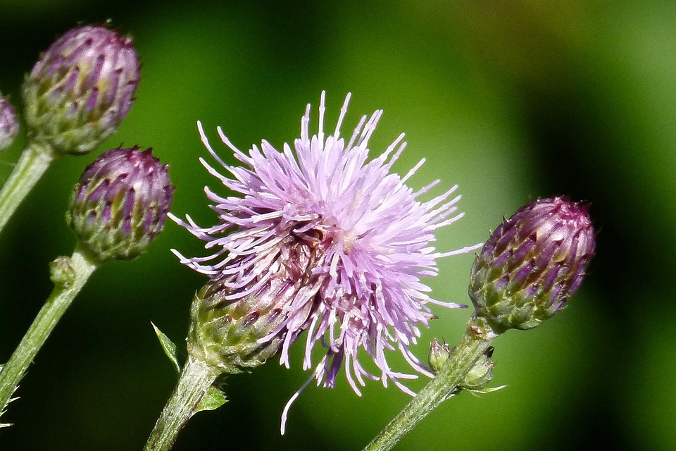 Wild flora plant