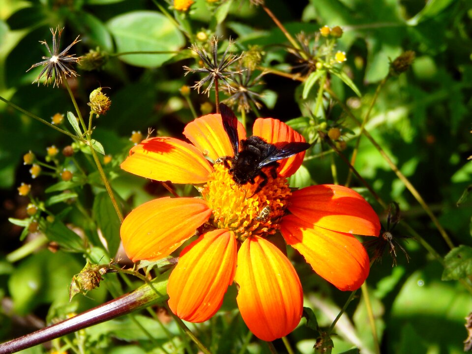 Insect bee bumblebee