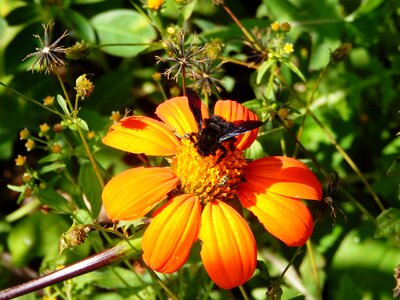 Insect bee bumblebee photo