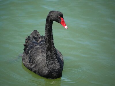Bird swan wildlife