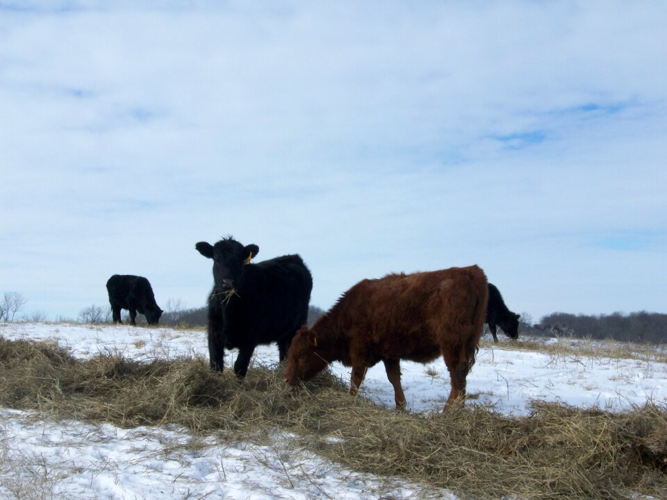 Cattle snow rural