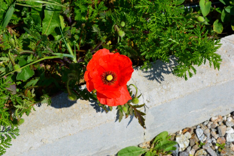 Flower grass red photo