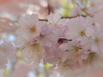 Spring tree pink photo