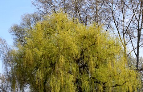 Spring bloom green photo