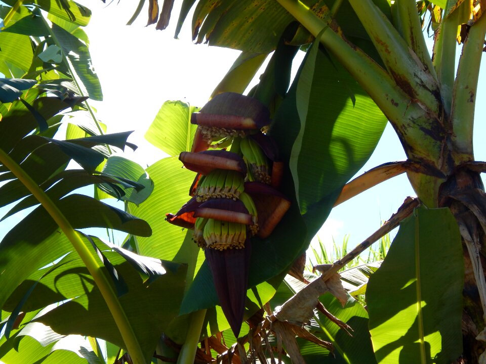 Green banana tree fruit