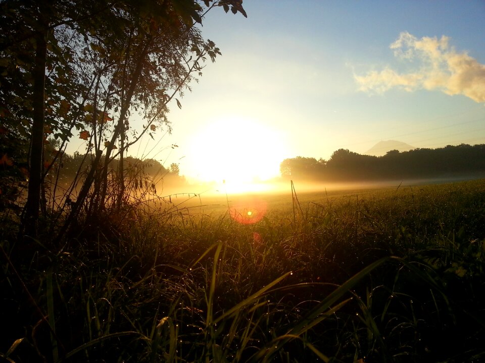 Sunrise dew meadow