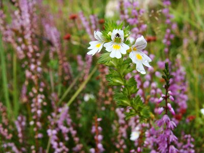 Herbal flower
