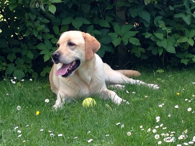Dog labrador laughing