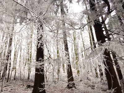 Winter wintry winter magic