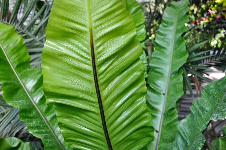 Green leaves nature macro