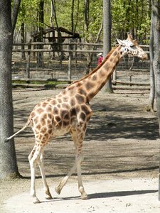 Animal spotted zoo