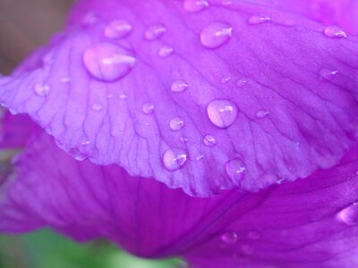 Purple drop of water flower photo