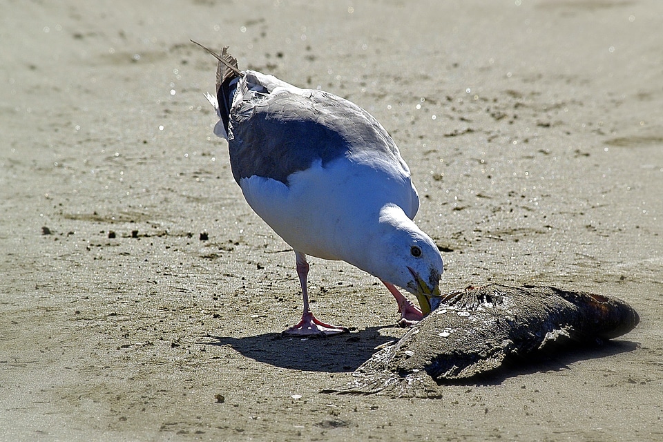 Dead fish picking animal