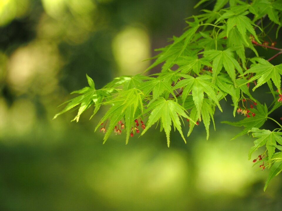 Maples natural wood