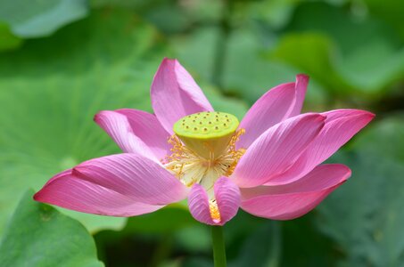 Lotus flower flowering