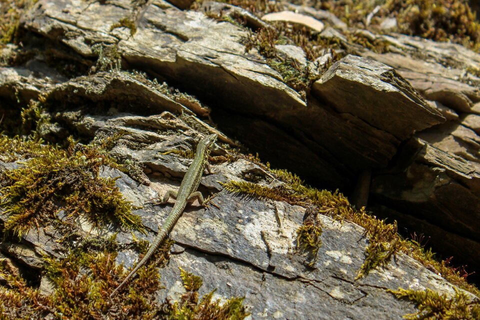 Creature macro nature
