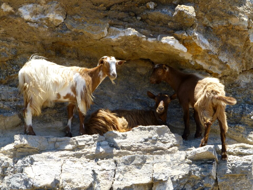 Goat mountain summer
