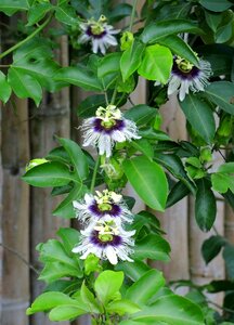 Flora passiflora photo