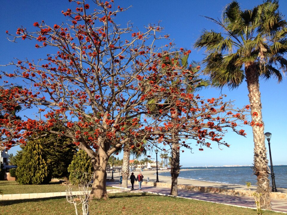 Nature beach sea photo