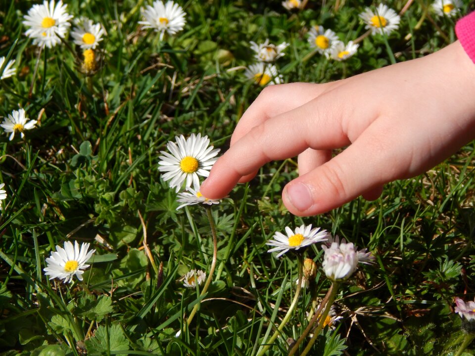 Grass daisies spring