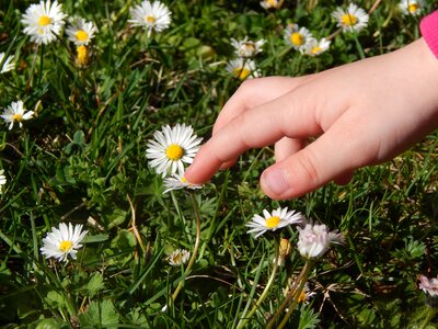 Grass daisies spring photo