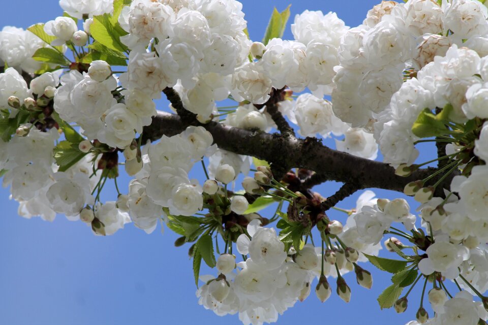 Sky nature spring