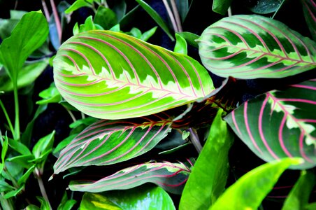 Maranta green house plant