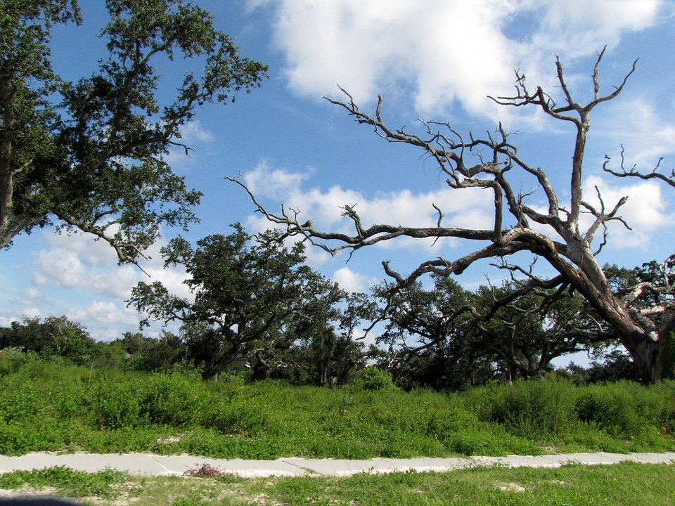 Trees nature live oak