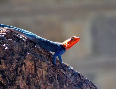 Reptilian wildlife nature