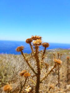 Dry flower plant