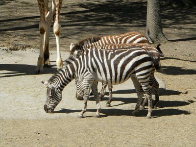 Animal zoo striped photo