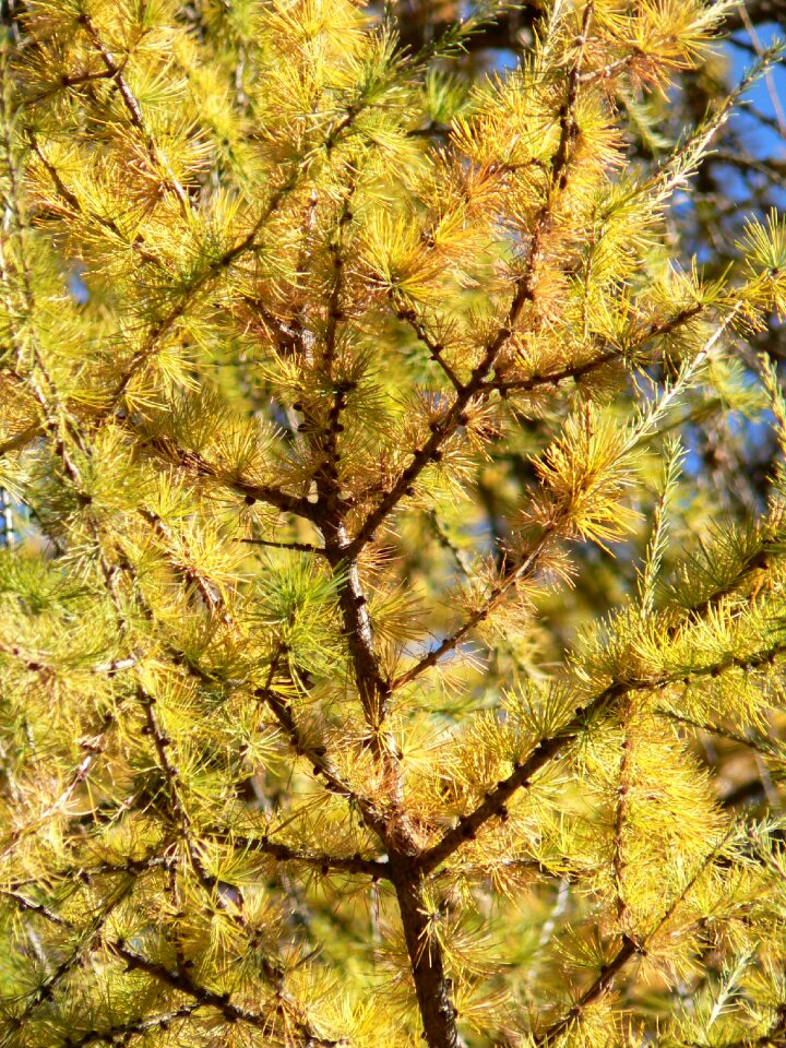 Larch fall color western