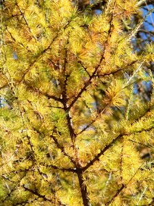 Larch fall color western