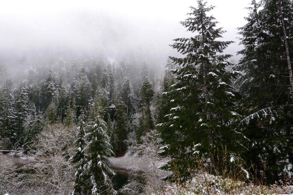 Pine tree winter photo