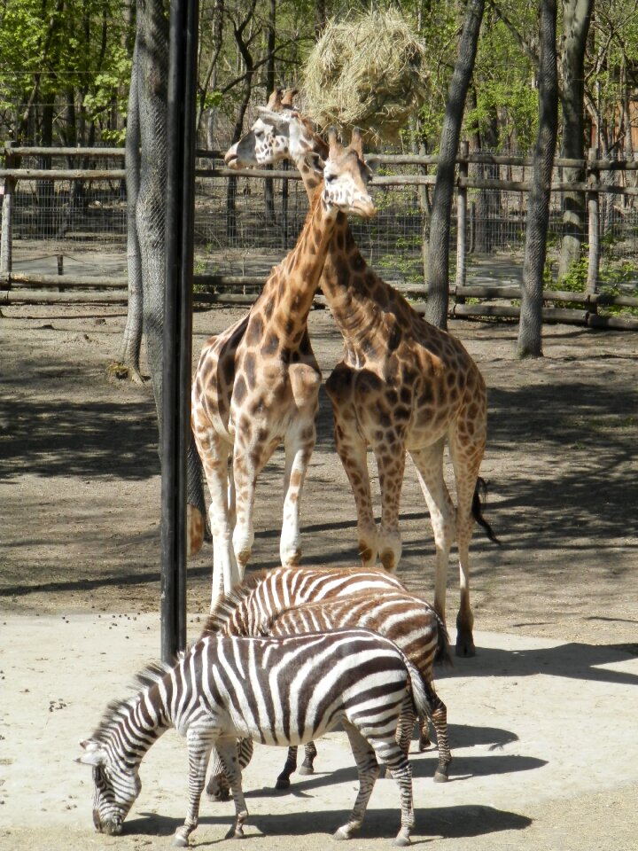 Zebra animal zoo