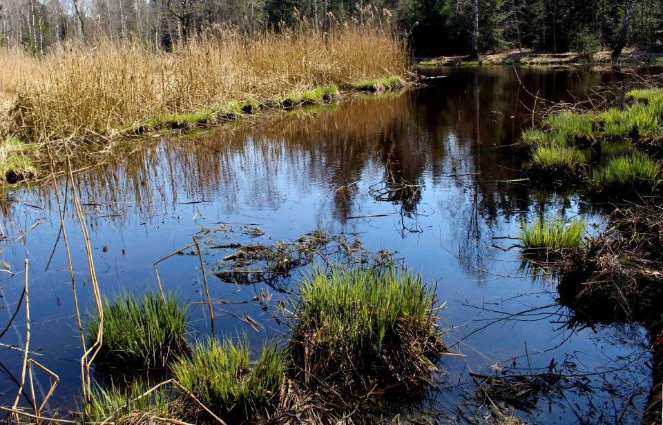 Plant biotope mirroring