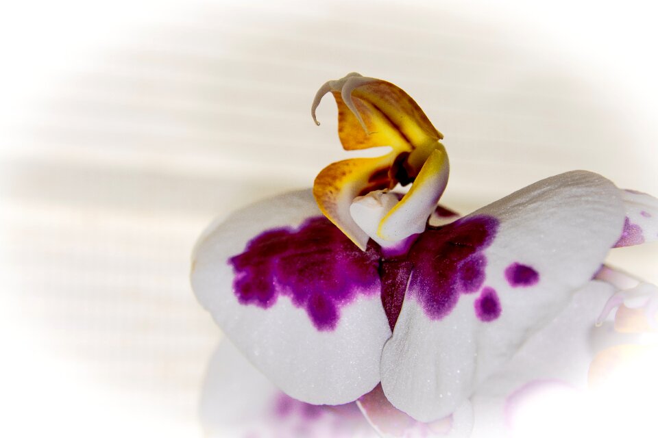 Orchid flower heart